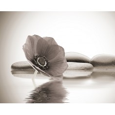 Canva on Frame Ref: 0306