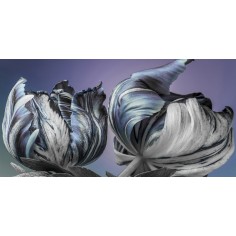 Canva on Frame Ref: 0354