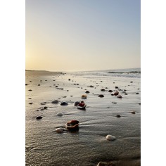 Natura Collection Paintings...